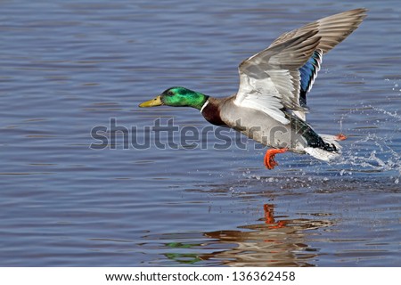 Duck - Mallard (Male)