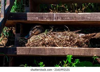 Duck Mallard Nest Between The Steps Of The Stairs