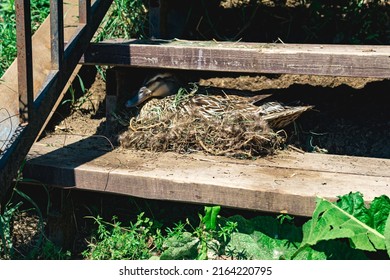 Duck Mallard Nest Between The Steps Of The Stairs