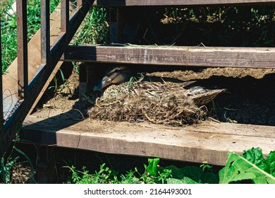 Duck Mallard Nest Between The Steps Of The Stairs