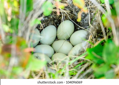 Duck Or Mallard Nest With Nine Eggs