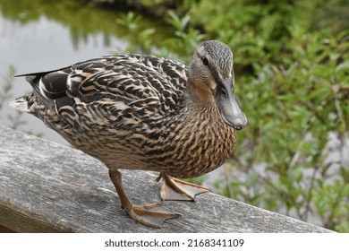 Duck. Mallard duck. Wood duck. Baby duck. Ducklings. Fledgling ducks. Couple of ducks. Gallwad.