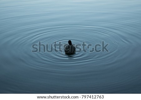 Similar – duck ice skating Water