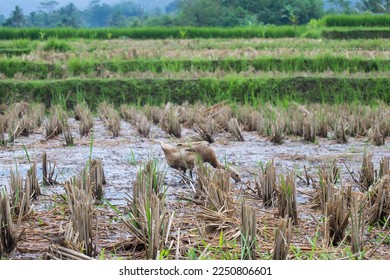 a duck in the middle of a rice field is drinking water - Shutterstock ID 2250806601