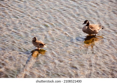 Duck Mommy And Duck Baby