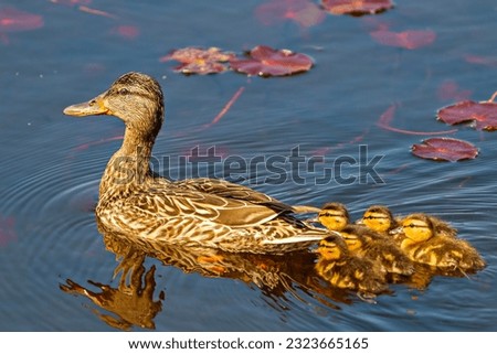 Duck mother with her baby chicks swimming in the water with water lily surrounding them and enjoying their habitat and environment in the evening sun.