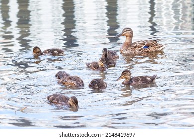 Duck Mother With Her Children Swimming In The Pond Lake River Water Macro