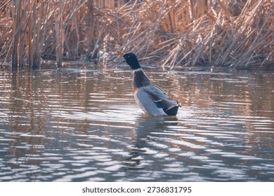 The duck moves through the water, dipping and emerging as a normal game on the lake