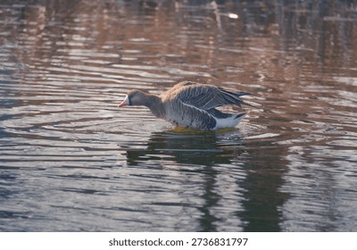 The duck moves through the water, dipping and emerging as a normal game on the lake