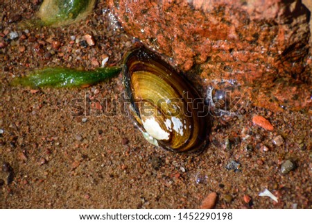 The duck mussel (anodonta anatina) lays on the bottom of the Baltic sea shore (it's unknown how and why)
