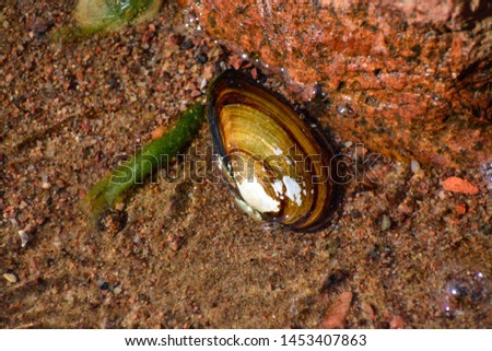 The duck mussel (anodonta anatina) lays on the bottom of the Baltic sea shore.