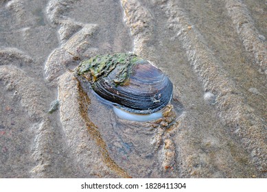 Duck Mussel By The Coast At Low Tide