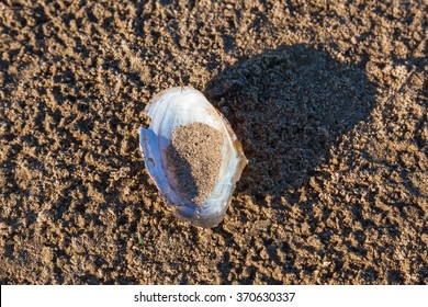 Duck Mussel Lying On The Beach