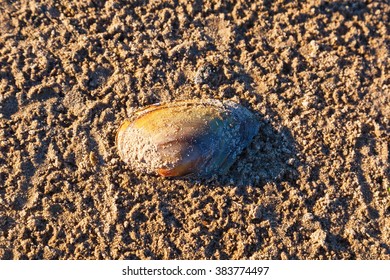 Duck Mussel Lying On The Beach