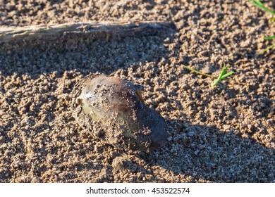 Duck Mussel Lying On The Beach