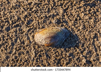 Duck Mussel Lying In Sand At A Dried Out Seabed