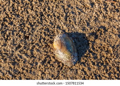 Duck Mussel On A Dried-out Seabed