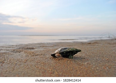 Duck Mussel On The Sand By The Shore