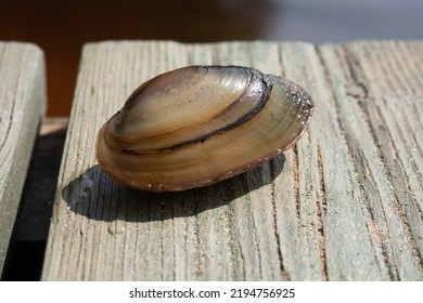 Duck Mussel On Wooden Pier