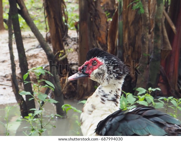 Duck Nature Farm Closeup Face Eye Stock Photo Edit Now 687994030