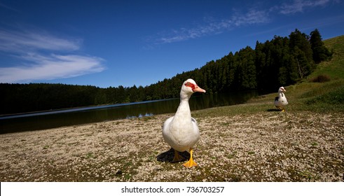 Duck near a lake
