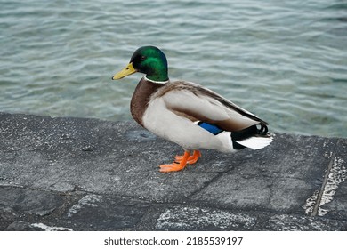 A Duck Near The Water