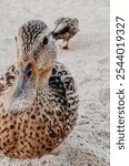 A duck on the beach in Lake Tahoe, CA