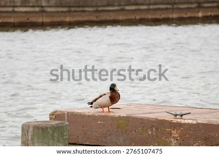 a duck on the dock