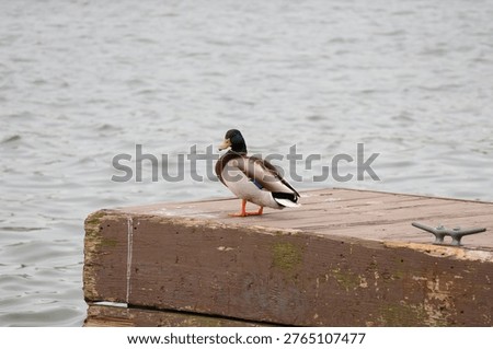 a duck on the dock