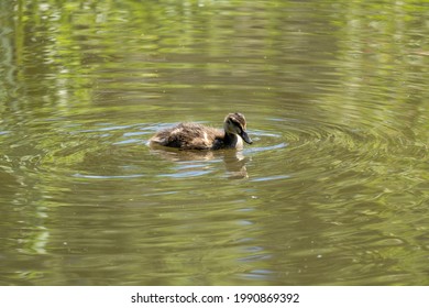 Duck On English Garden Pond Lake In Summer With Grass And Flowers And Duckling