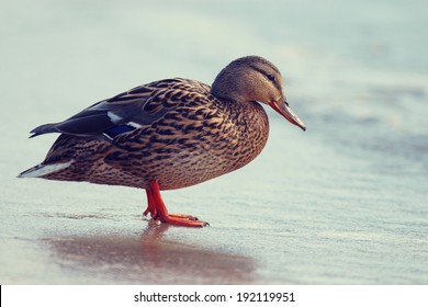 duck on ice spring bird