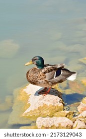 Duck On The Inhulets River