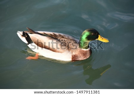 Duck on a pond in golden hour 