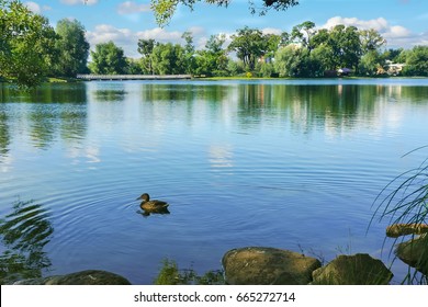 A duck on a pond. Summer landscape - Powered by Shutterstock