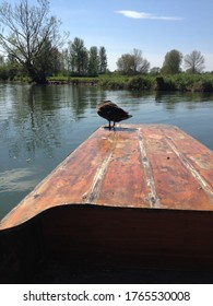 Duck On A Punt On The River Cherwell Oxford