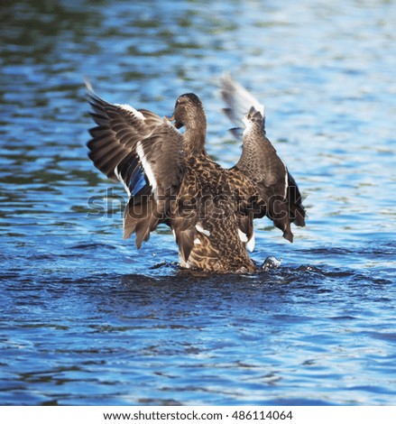 Duck on the river