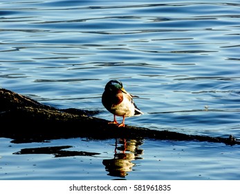 Duck on the rock is reflected in the blue water of the lake illuminated by the sunset reflections Bracciano Rome Italy