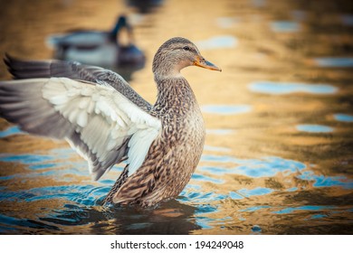 Duck On The Water