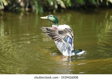 Duck on the water in Action