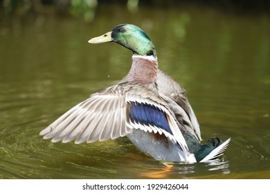 Duck on the water in Action