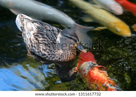 Duck on water clear water red fish 