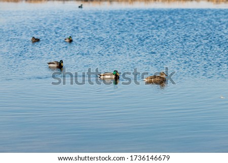 Duck on water scene. Duck water. Duck swim. Ducks swimming water