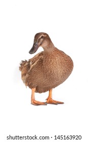 Duck On A White Background