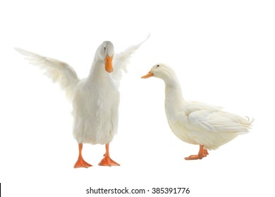 Duck On A White Background