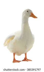 Duck On White Background Stock Photo 1037486431 | Shutterstock