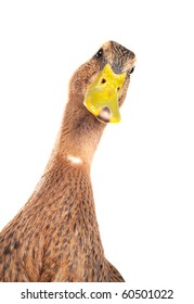  Duck On A White Background