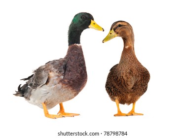 Male duck vs female duck