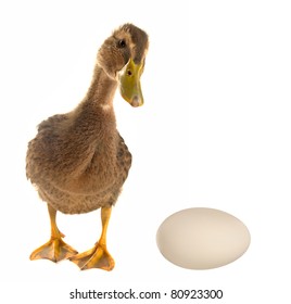 50,642 Duck eggs Images, Stock Photos & Vectors | Shutterstock