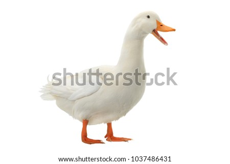 Duck on a white background