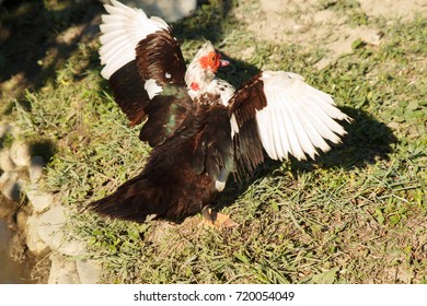Duck with open wings is going to fly away
